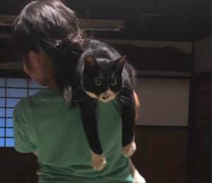 連行されるネコ
